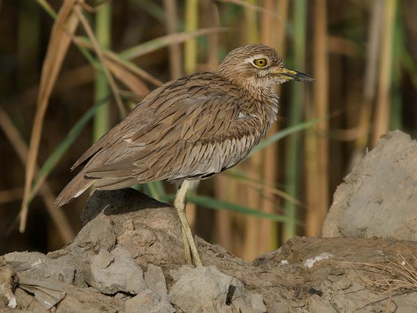 <h3><a href="/trips/gambia/biota/animalia/chordata/aves/024 charadriiformes/002 burhinidae/burhinus senegalensis/burhinus senegalensis-nl.html">Burhinus&nbsp;senegalensis</a> / Senegal&nbsp;thick‑knee / Senegalese&nbsp;griel</h3>OM-1 Mark II met OLYMPUS M.150-400mm F4.5 TC, 1/2000 sec  bij F5.6, ISO 400, afstand 20.0&nbsp;m